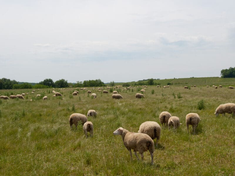 Ferme Du Mont Des Coucous