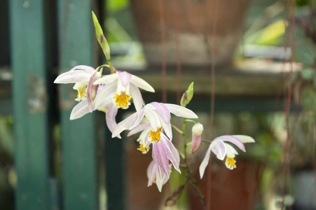 Orchid's Garden
