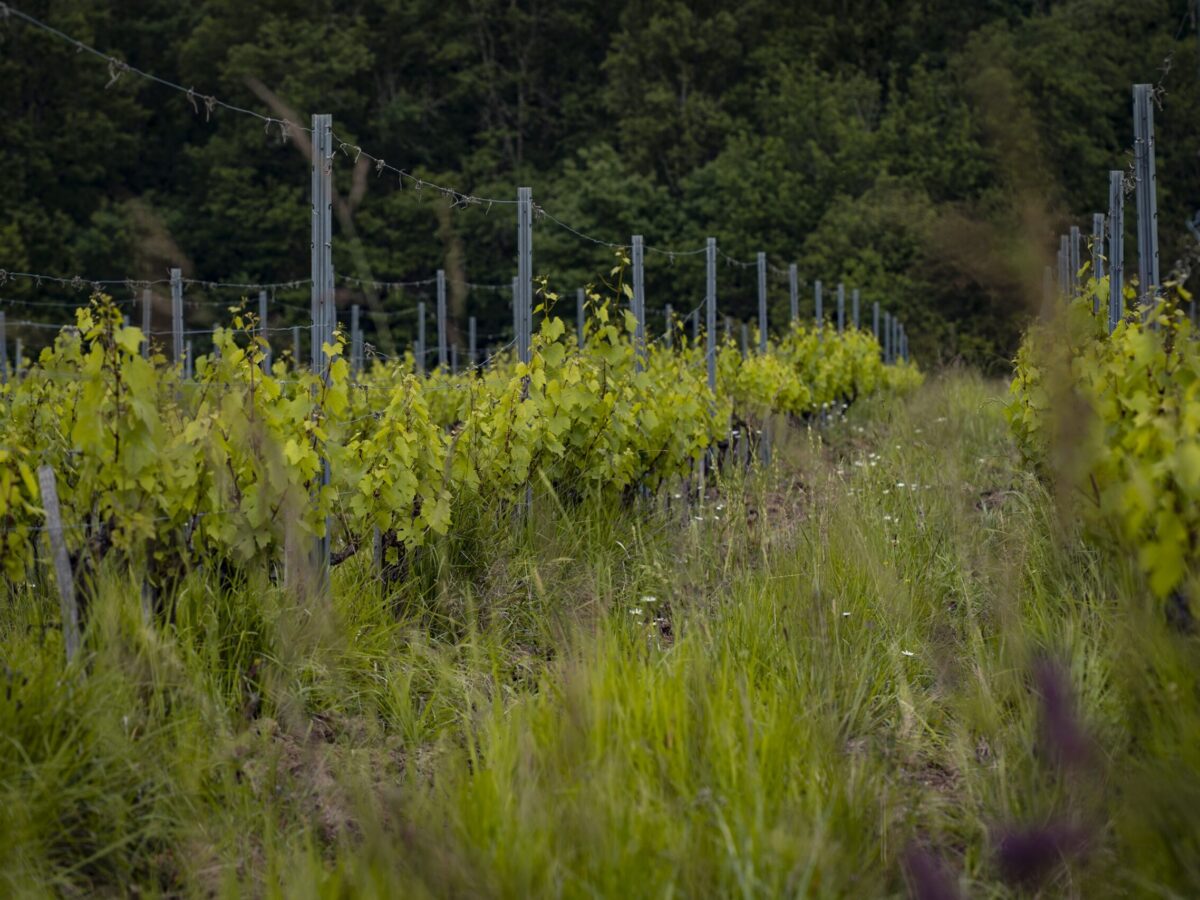 Clos Cavenac - Fermes de Garonne