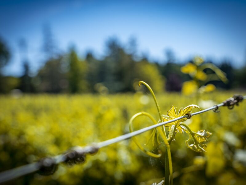 Domaine Gilbert Bonnet - Fermes de Garonne