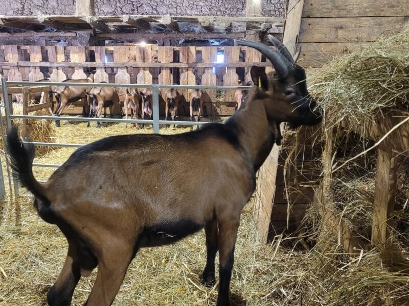 Mon Cabri O Lait